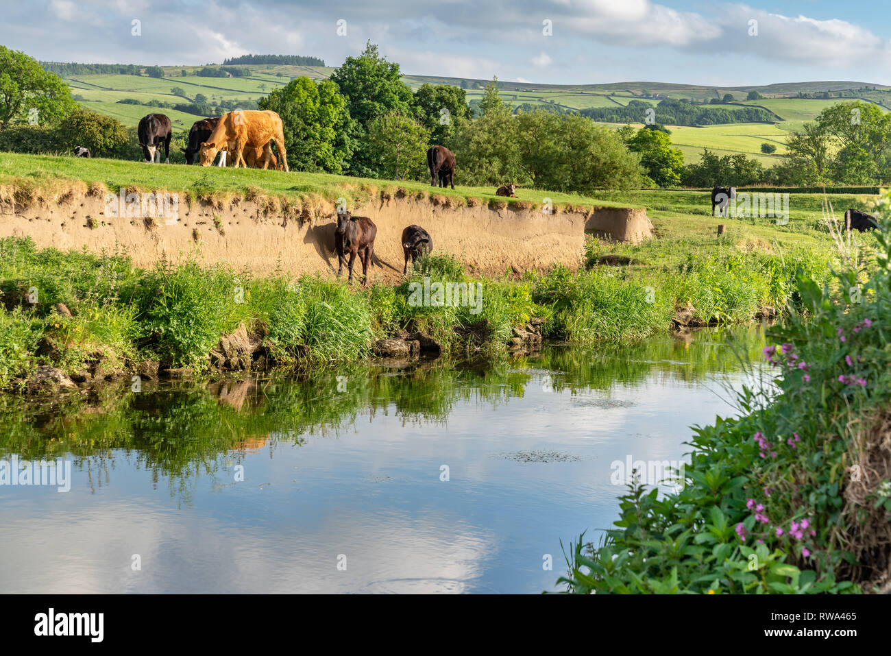 In der Nähe von Skipton, North Yorkshire, England, Großbritannien - Juni 06, 2018: Kühe am Ufer des Flusses Aire Stockfoto