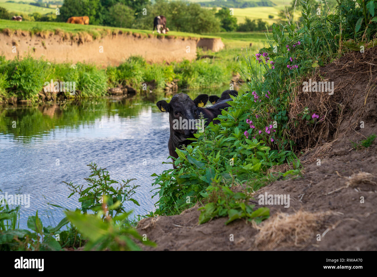 In der Nähe von Skipton, North Yorkshire, England, Großbritannien - Juni 06, 2018: Kühe am Ufer des Flusses Aire Stockfoto