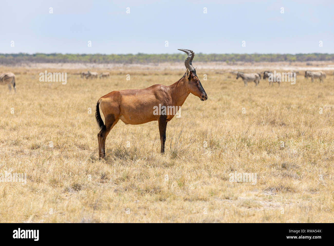 Red Hartebeest (Alcelaphus buselaphus caama) Etosha National Park, Namibia Stockfoto