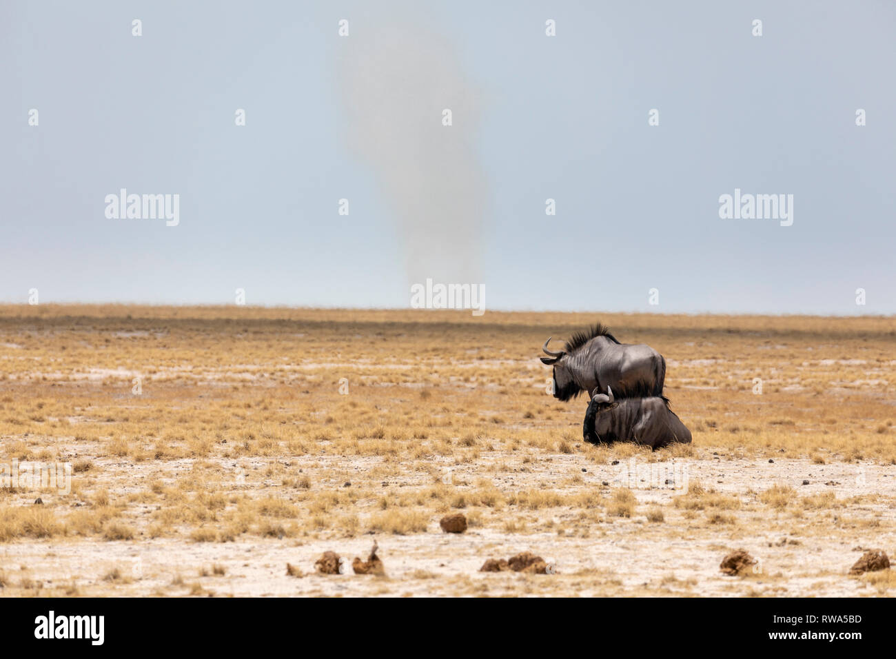 Gnus (Connochaetes Taurinus) Stockfoto