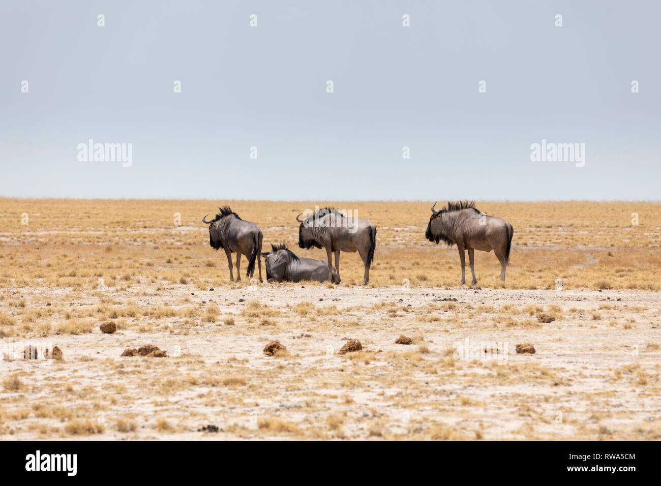 Gnus (Connochaetes Taurinus) Stockfoto