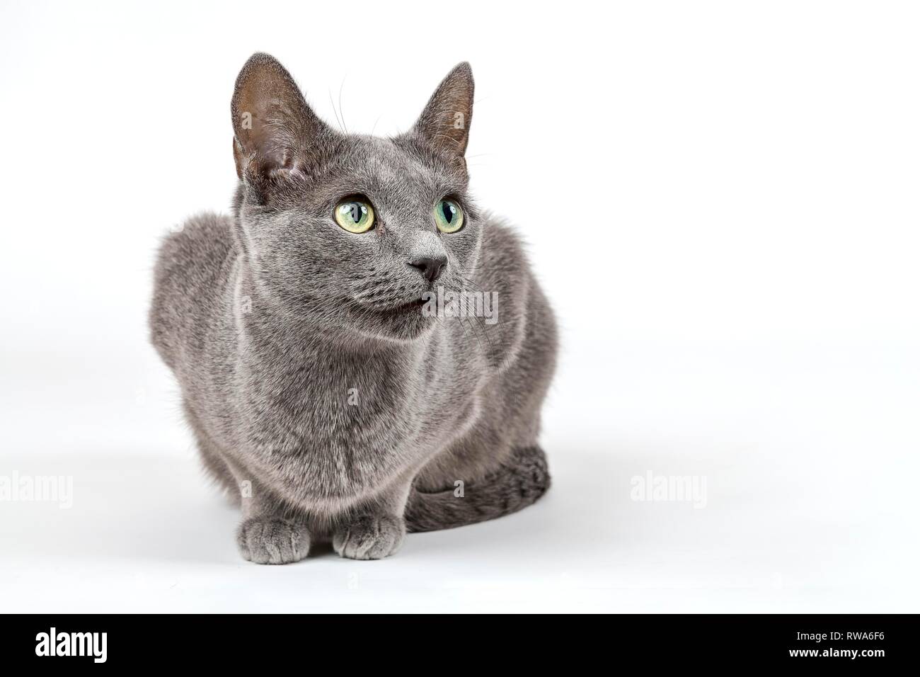 Breedcat Russisch Blau (Felis silvestris catus), 6 Jahre, Damm, studio Shot, Deutschland Stockfoto