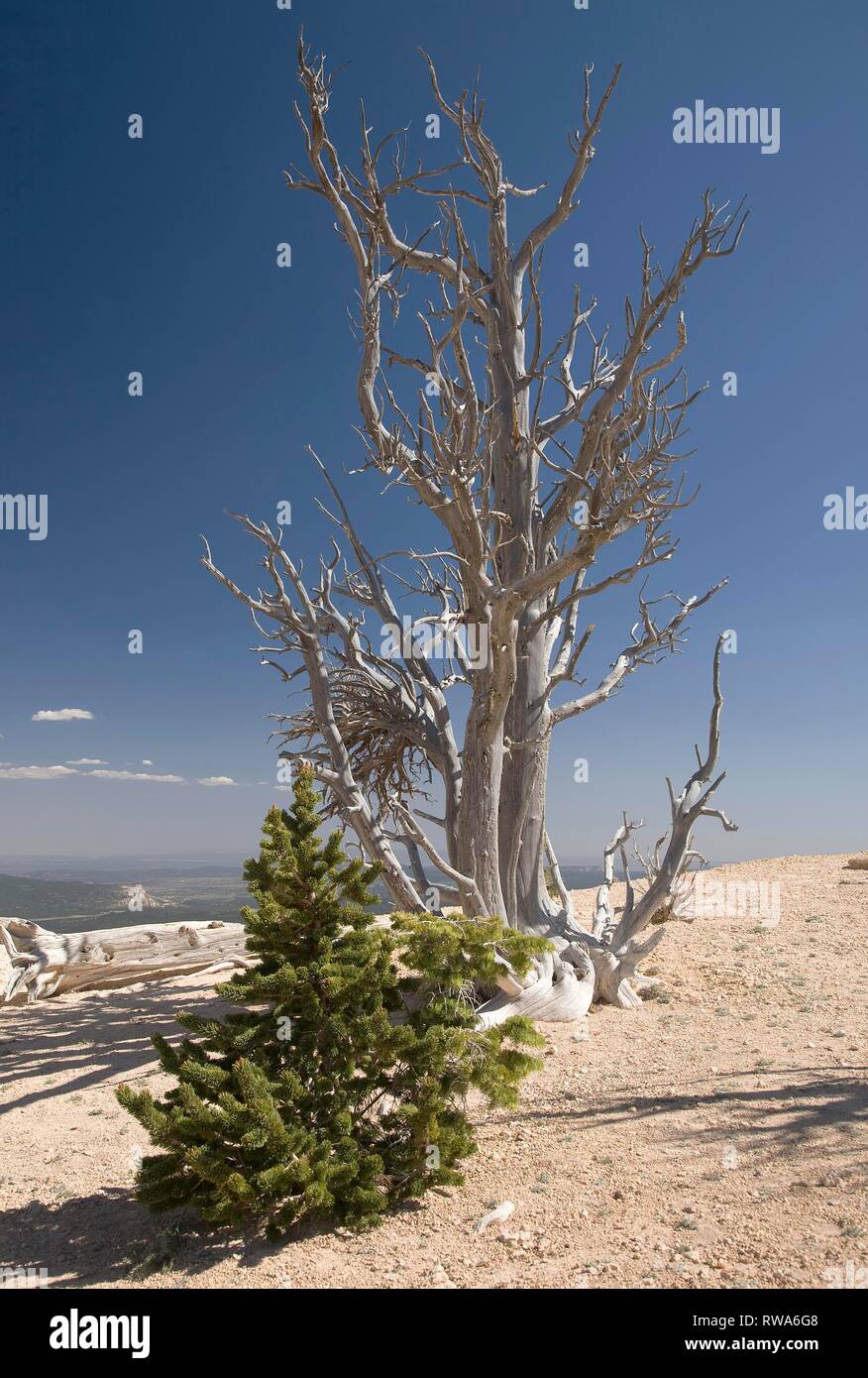 Tot und junge Rocky Mountain bristlecone Pine (Pinus aristata), Bryce Canyon National Park, Utah, USA Stockfoto