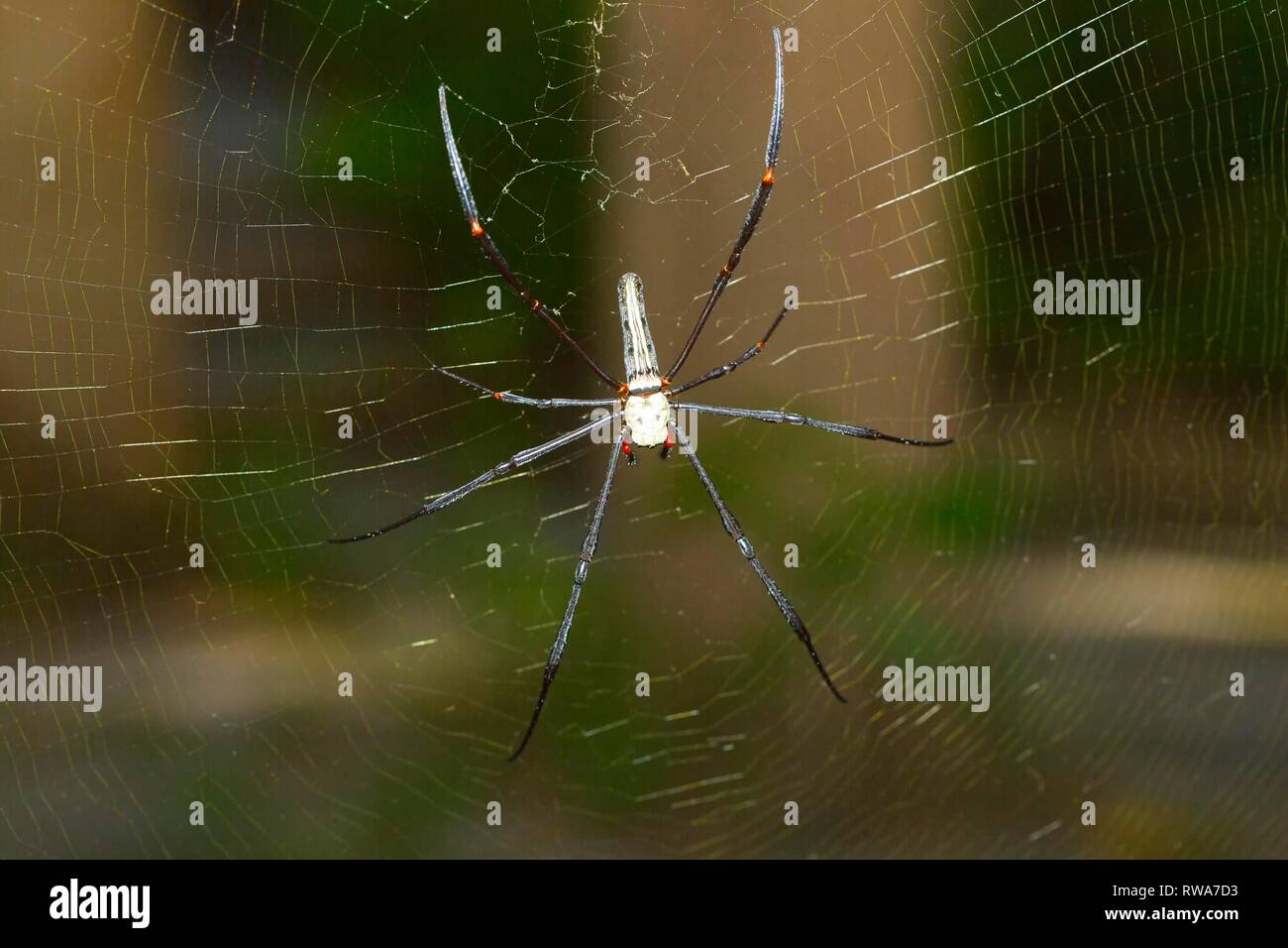 Verengte Golden Orb Weaver (Nephila constricta) in das Spinnennetz, Thailand Stockfoto