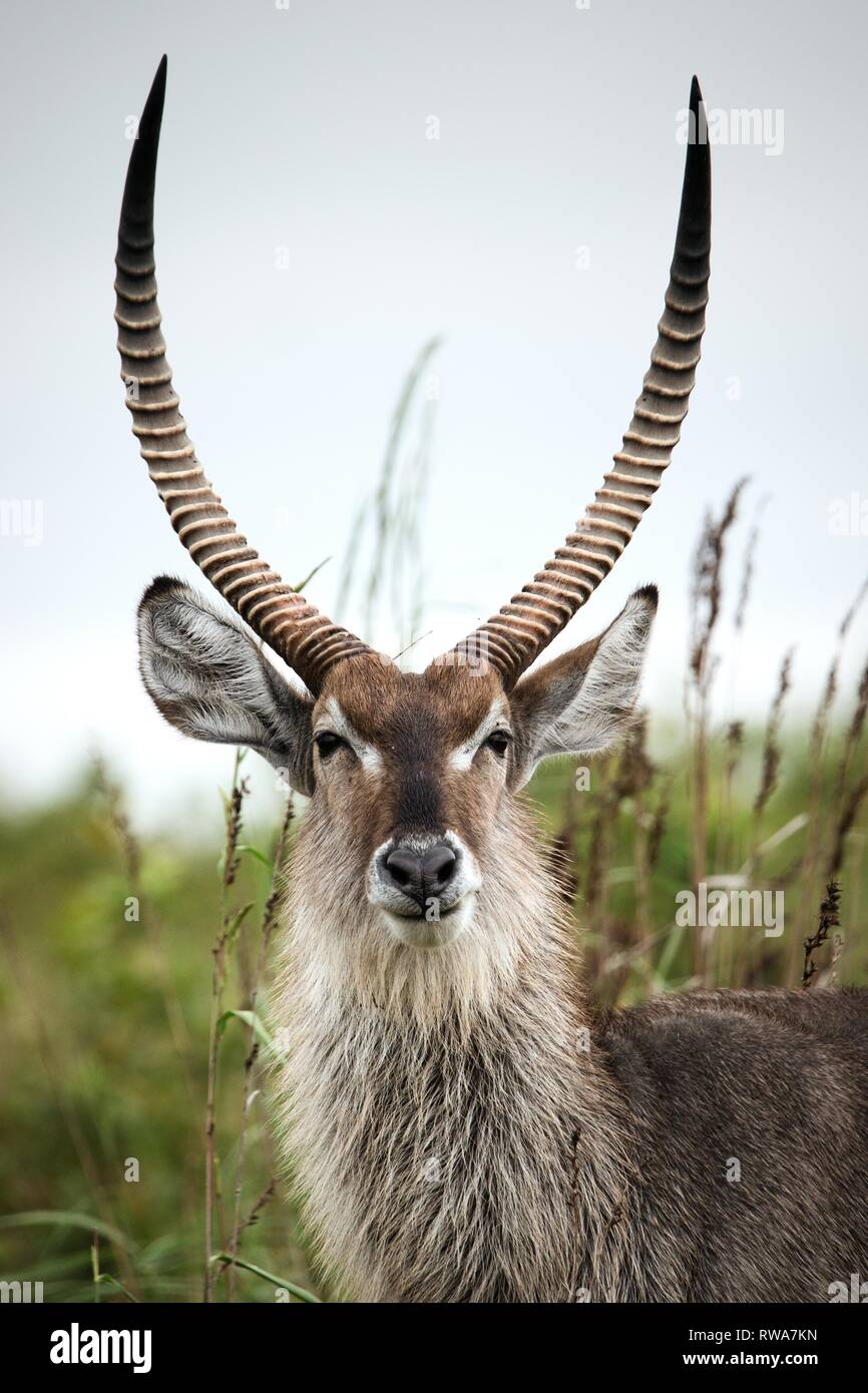 Wasserböcke (Kobus ellipsiprymnus), Tier Portrait, iSimangaliso Wetland Park, Südafrika Stockfoto