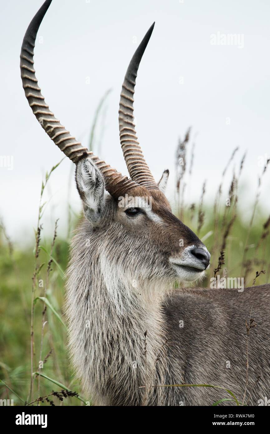 Wasserböcke (Kobus ellipsiprymnus), Tier Portrait, iSimangaliso Wetland Park, Südafrika Stockfoto