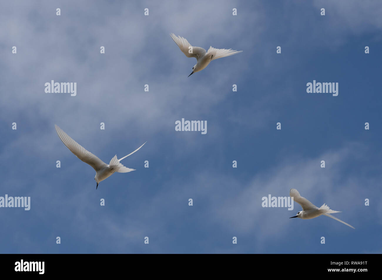 White tern oder Weiß Feenseeschwalbe (Gygis alba) im Flug, fotografiert auf Cousine Island auf den Seychellen, einer Gruppe von Inseln nördlich von Madagaskar in der Stockfoto