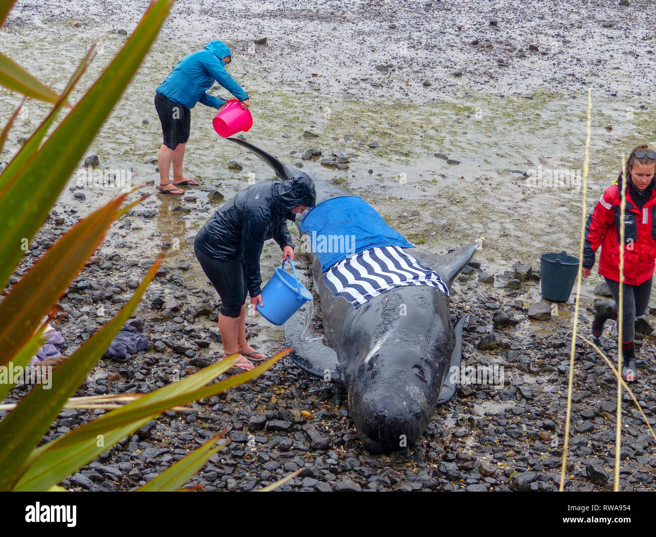 Gestrandete Grindwale Strände an der Nordspitze der Südinsel Neuseelands, in der Nähe von Blenheim, die für die Marine Conservation Volunteers gepflegt Stockfoto