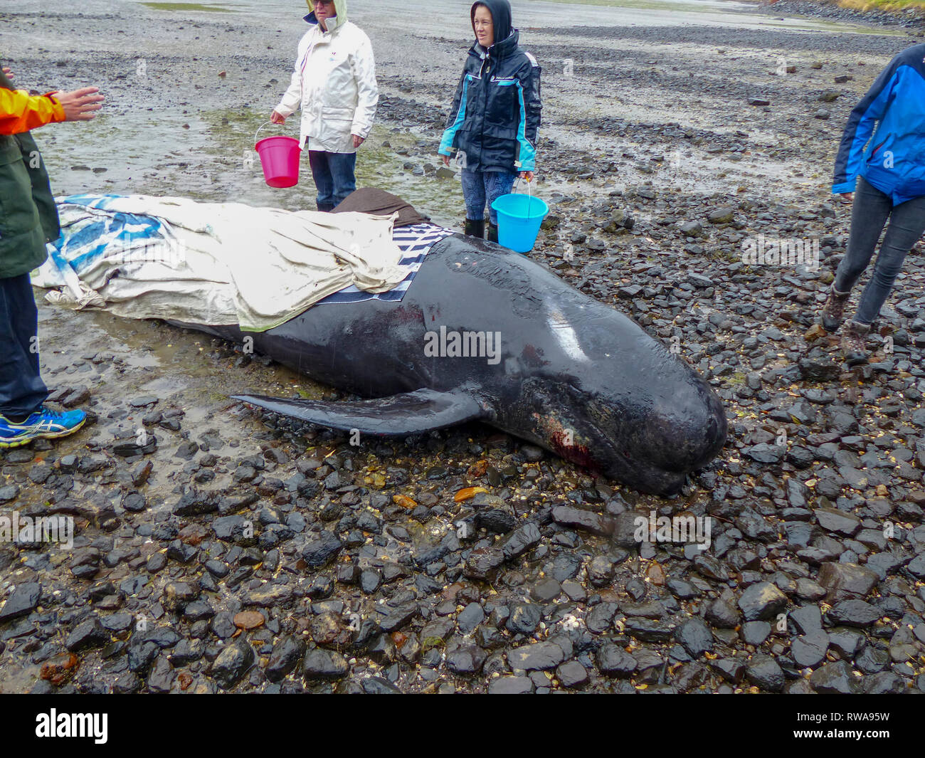 Gestrandete Grindwale Strände an der Nordspitze der Südinsel Neuseelands, in der Nähe von Blenheim, die für die Marine Conservation Volunteers gepflegt Stockfoto