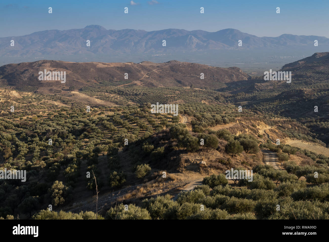 Tal der zentrale Kreta mit ihren Olivenbäumen und Feldern, umgeben von hohen Bergen. Herbstliche Stimmung. Blauer Himmel mit weißen Wolken. Stockfoto