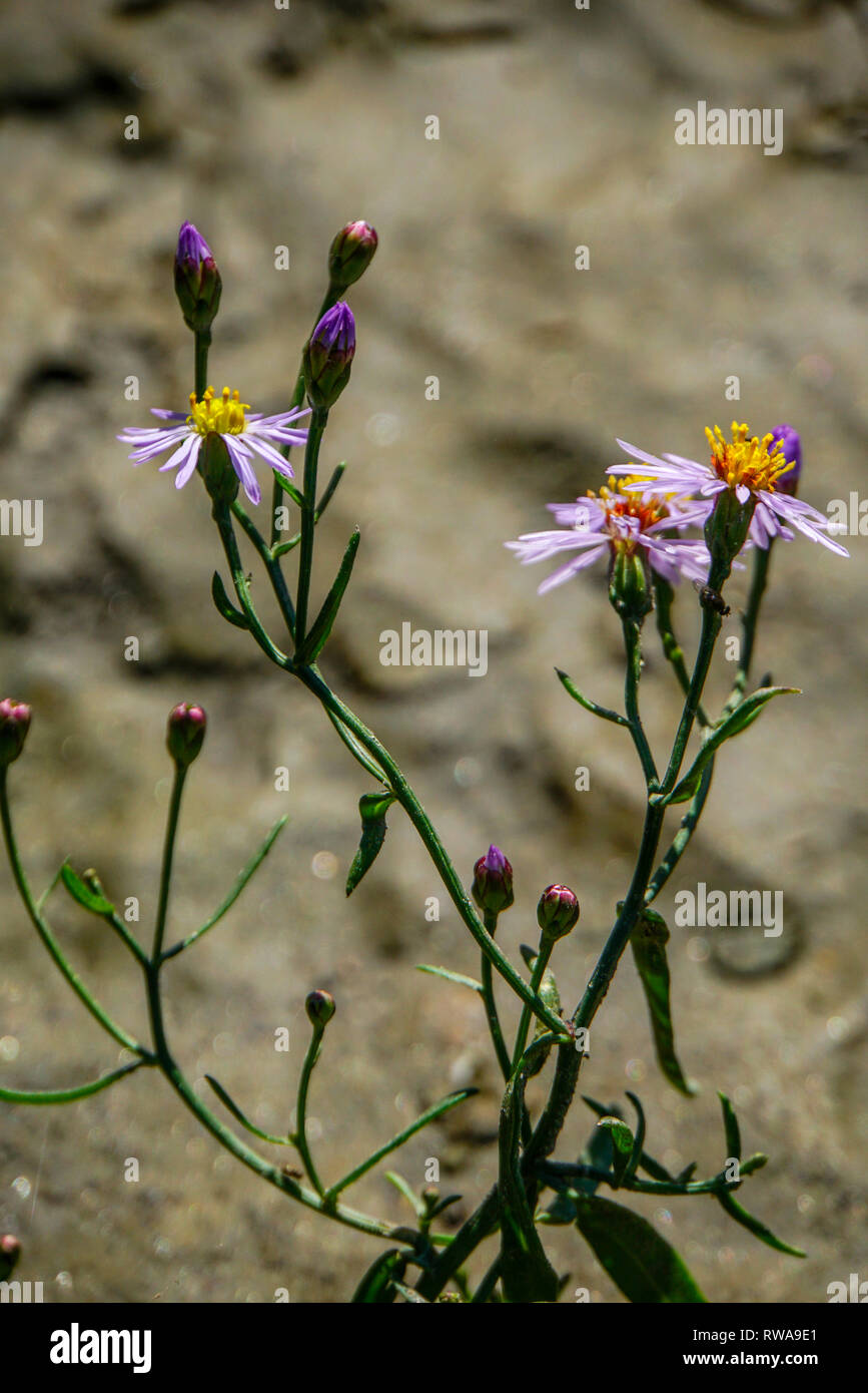 Meer blumen Aster (Aster tripolium). Diese ausdauernde Halophytic (Salztoleranten) Pflanze ist in Salzwiesen und der Küstengebiete fotografiert in Evros, Stockfoto