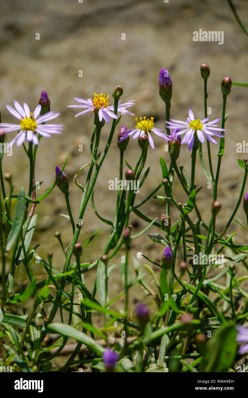 Meer blumen Aster (Aster tripolium). Diese ausdauernde Halophytic (Salztoleranten) Pflanze ist in Salzwiesen und der Küstengebiete fotografiert in Evros, Stockfoto