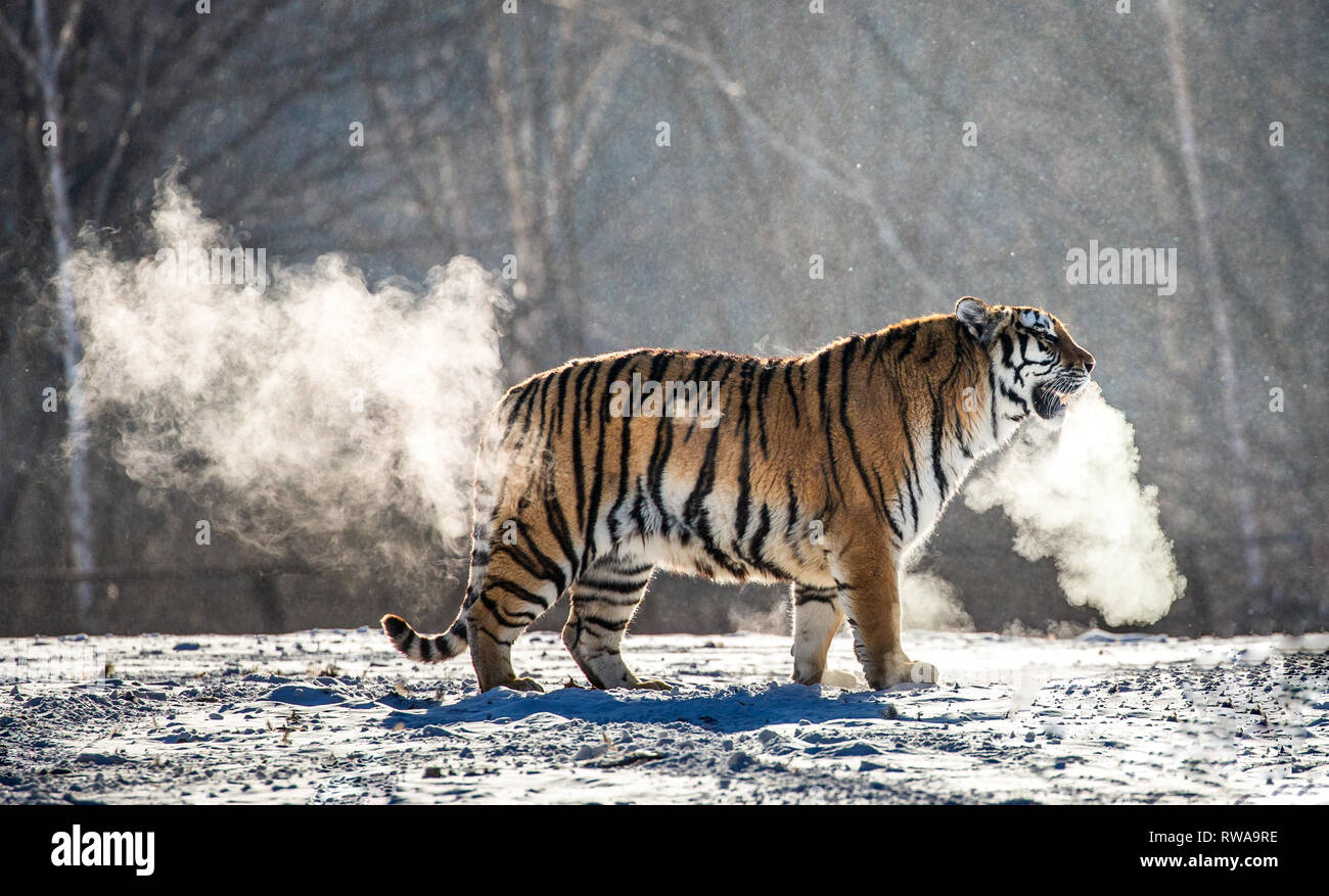 Sibirische Tiger Spaziergänge in einer verschneiten Waldlichtung in eine Wolke von Dampf in einem harten Frost. Sehr ungewöhnliches Bild. China. Harbin. Mudanjiang Provinz. Hengdaohezi Park. Stockfoto