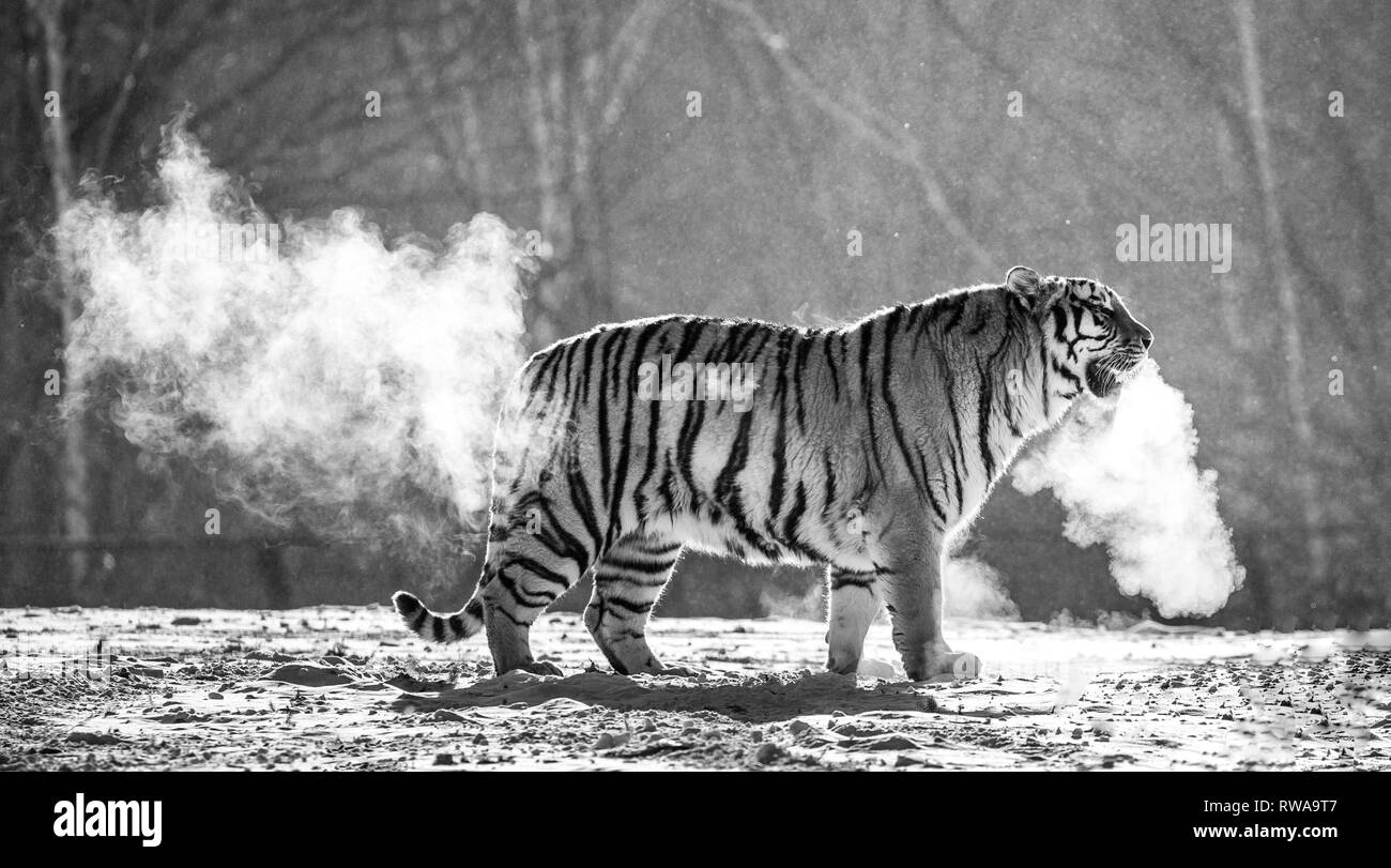 Sibirische Tiger Spaziergänge in einer verschneiten Waldlichtung in eine Wolke von Dampf in einem harten Frost. Schwarz und Weiß. Sehr ungewöhnliches Bild. China. Harbin. Mudanjiang Provinz. Stockfoto