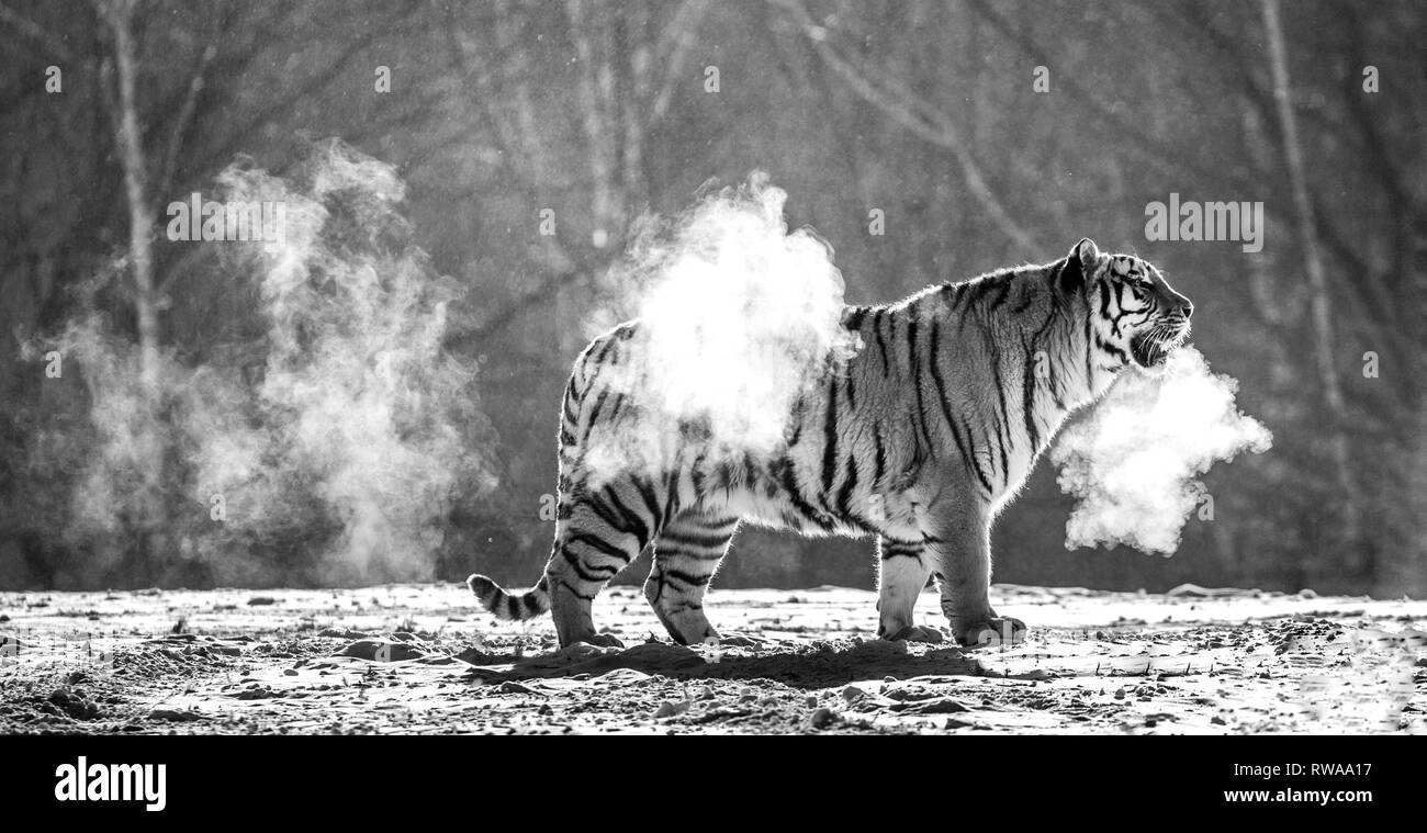 Sibirische Tiger Spaziergänge in einer verschneiten Waldlichtung in eine Wolke von Dampf in einem harten Frost. Schwarz und Weiß. Sehr ungewöhnliches Bild. China. Harbin. Mudanjiang Provinz. Stockfoto