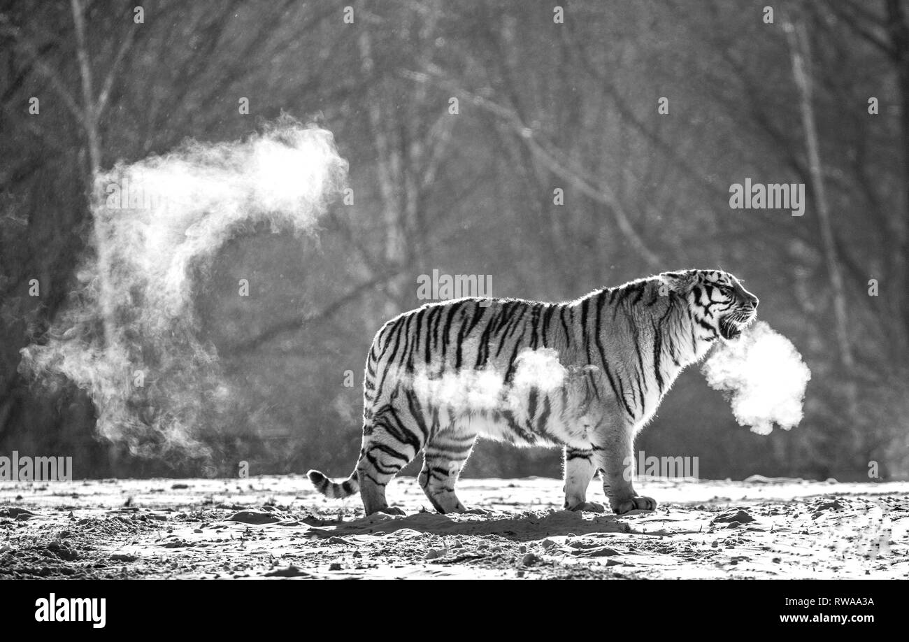 Sibirische Tiger Spaziergänge in einer verschneiten Waldlichtung in eine Wolke von Dampf in einem harten Frost. Schwarz und Weiß. Sehr ungewöhnliches Bild. China. Harbin. Mudanjiang Provinz. Stockfoto