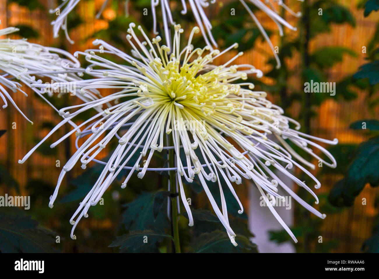 Gelbe Dahlie Blüte. In Tokio, Japan fotografiert. Stockfoto