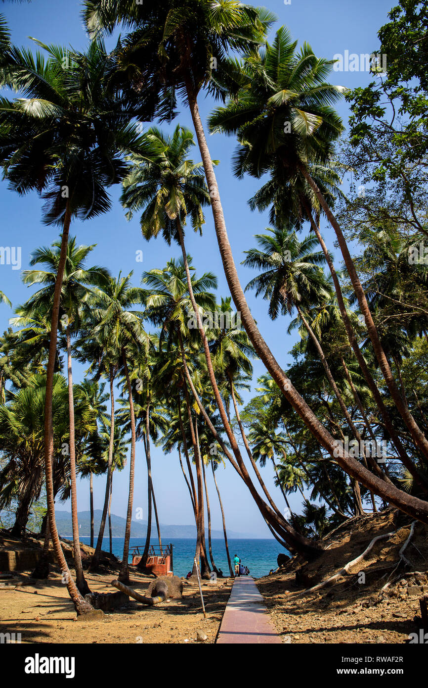 Kokosnuss Palmen säumen den Weg zu einem der Strände auf Ross Island. Stockfoto