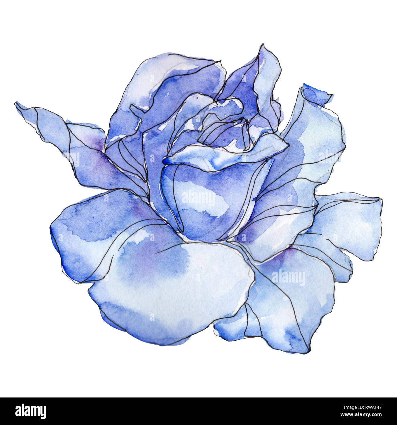 Blue rose Blumen botanischen Blume. Wild Federblatt wildflower isoliert. Aquarell Hintergrund Abbildung. Aquarell Zeichnung mode Aquarelle Stockfoto