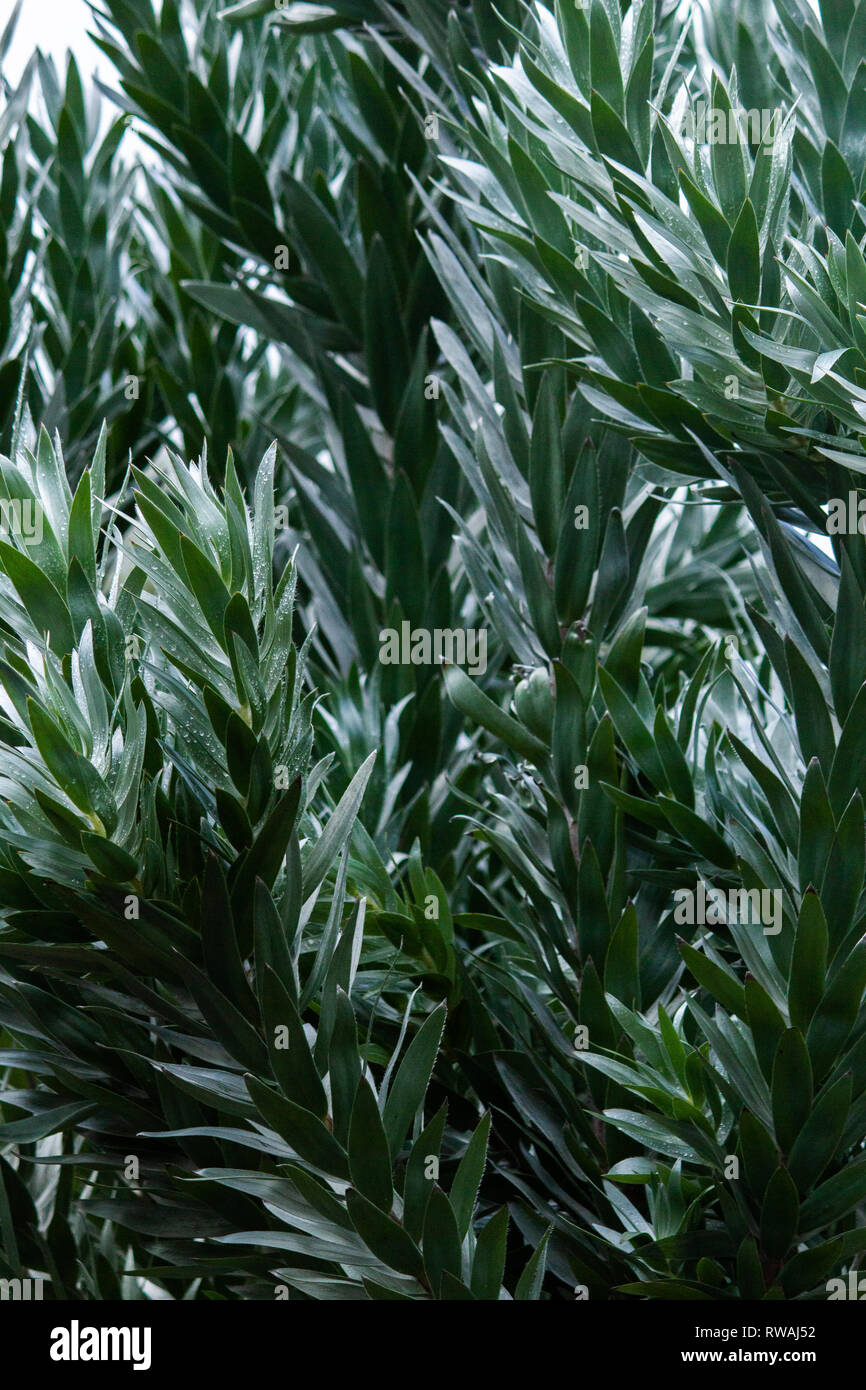 Grüne und weiße Blätter von einem Busch Stockfoto