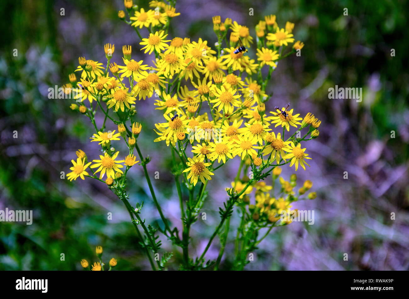 Bush Wiese mit gelben Blüten und Insekten Nektar sammeln, close-up Stockfoto