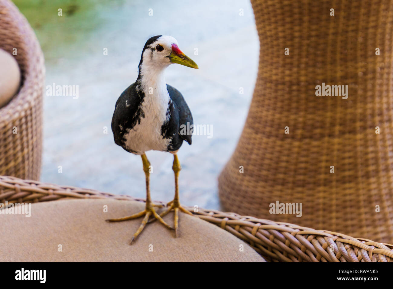Exotische Vögel auf den Malediven Stockfoto