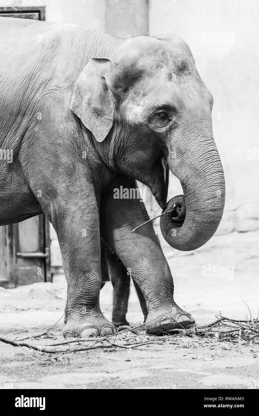 Schwarz-weiß Foto eines Elefanten im Zoo Stockfoto