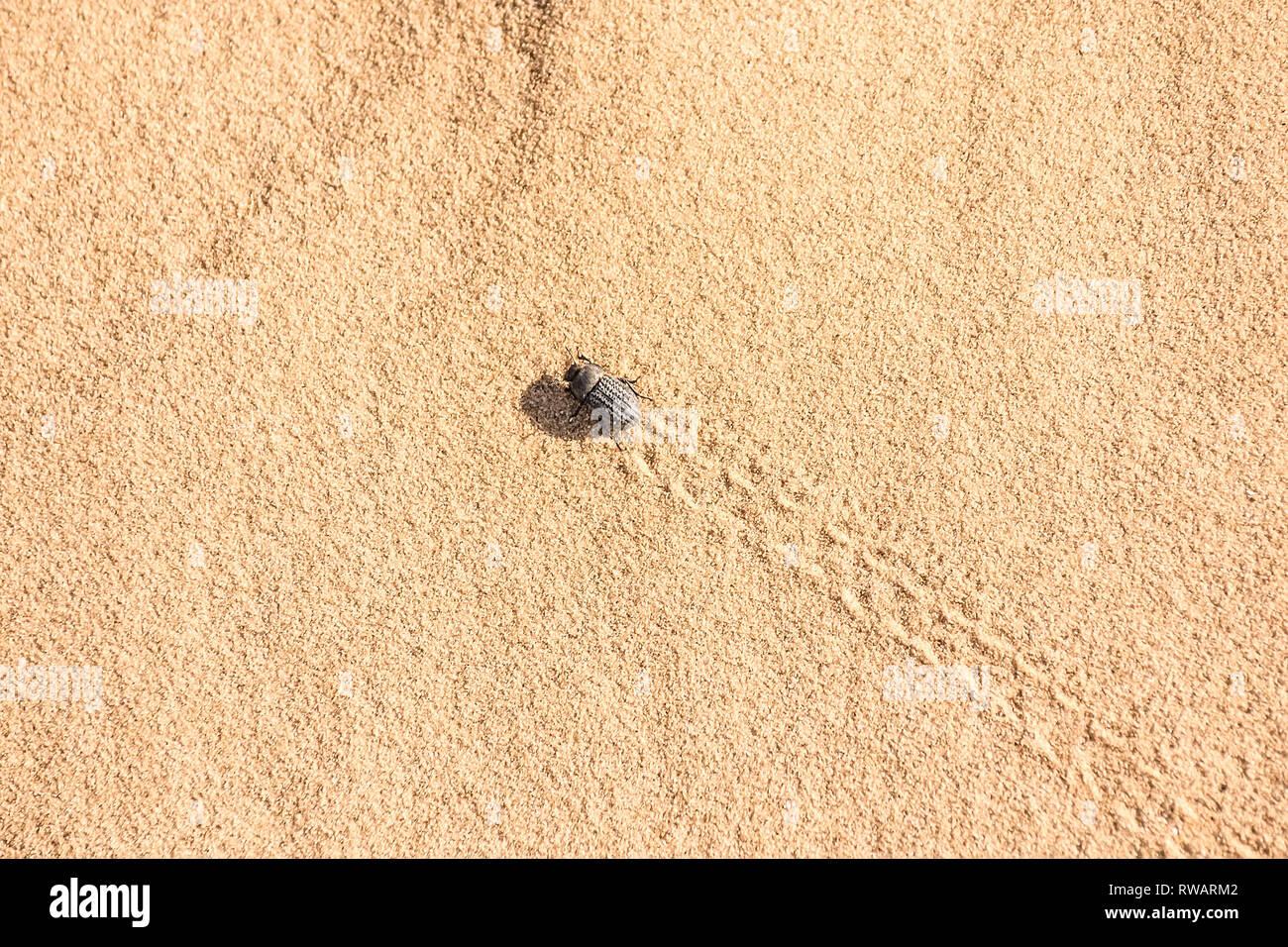 Bild eines Käfers crawlng auf Sand mit Spuren hinter Stockfoto Bild eines Käfers crawlng auf Sand mit Spuren hinter Stockfoto