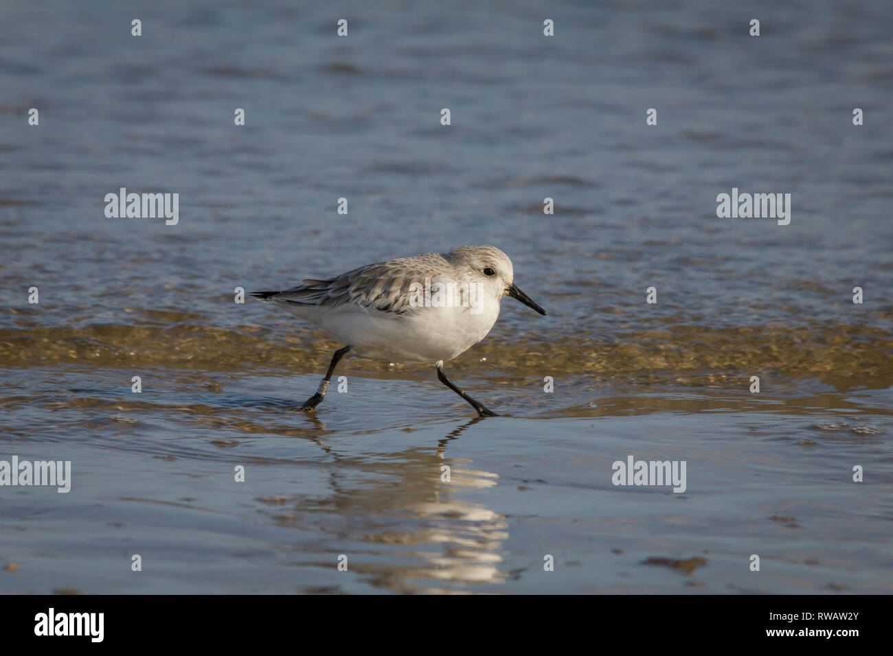 Sanderling läuft an der Küste Stockfoto