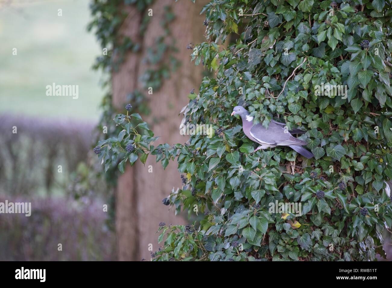 Gemeinsame Ringeltaube (Columba palumbus): eine Ringeltaube Fütterung auf Efeu Beeren Stockfoto