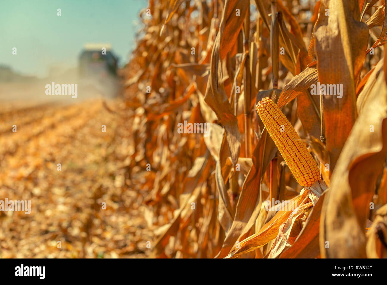 Mähdrescher angebaut ist die Ernte reifer Mais im Feld Stockfoto
