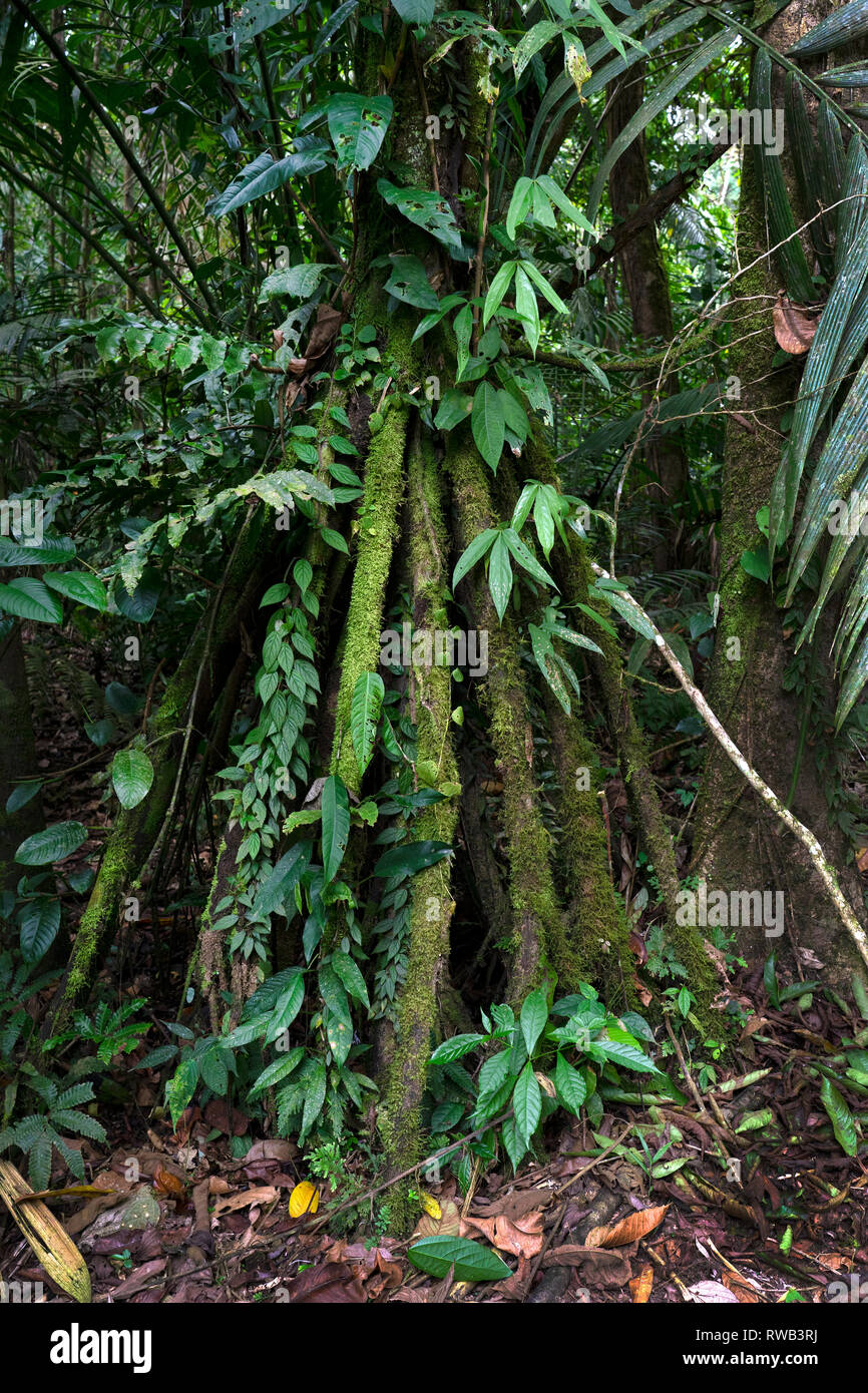 Nationalpark Tortuguero, Costa Rica Stockfoto