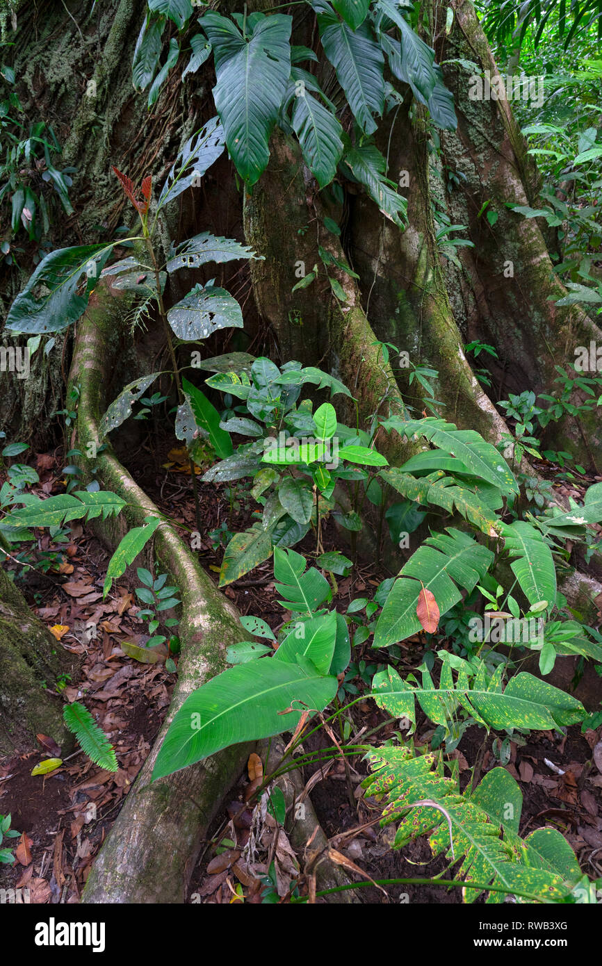 Regenwald Bäume und Fauna im Nationalpark Tortuguero, Costa Rica Stockfoto