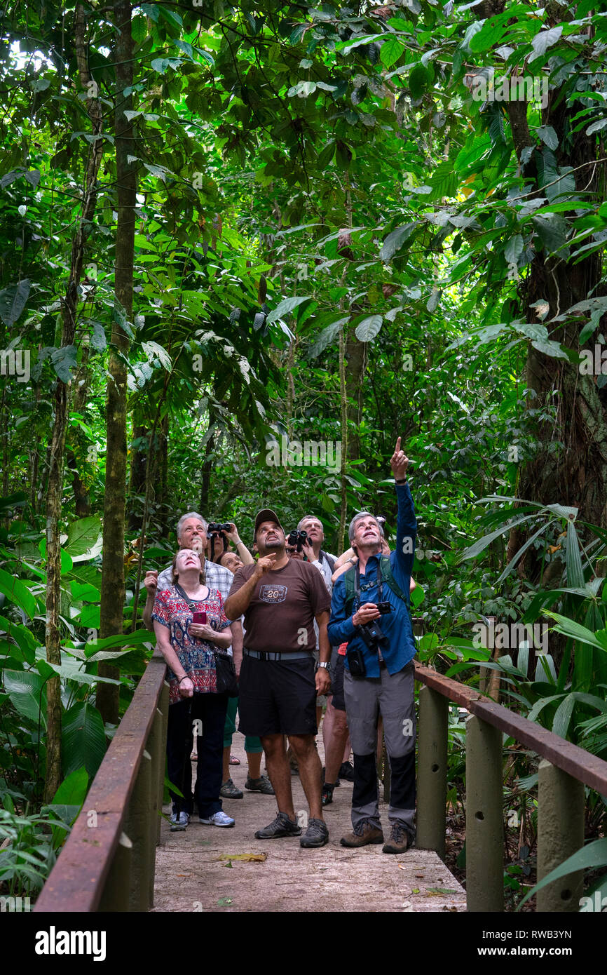 Touristen mit Führung auf der Spur in Tortuguero National Park, Costa Rica Stockfoto
