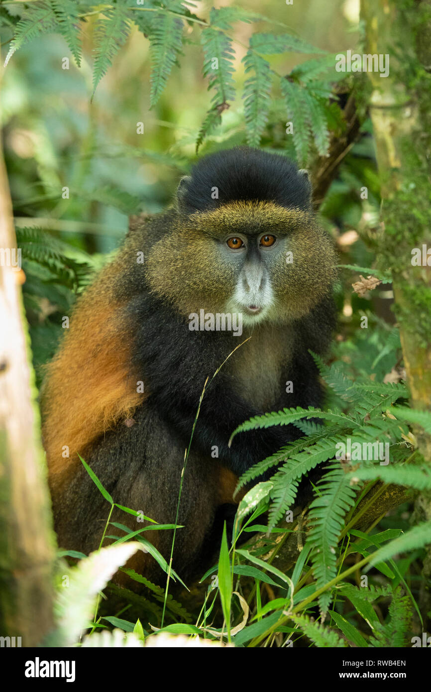 Golden monkey im Bambuswald, Cercopithecus kandti, Mgahinga Gorilla Nationalpark, Uganda Stockfoto