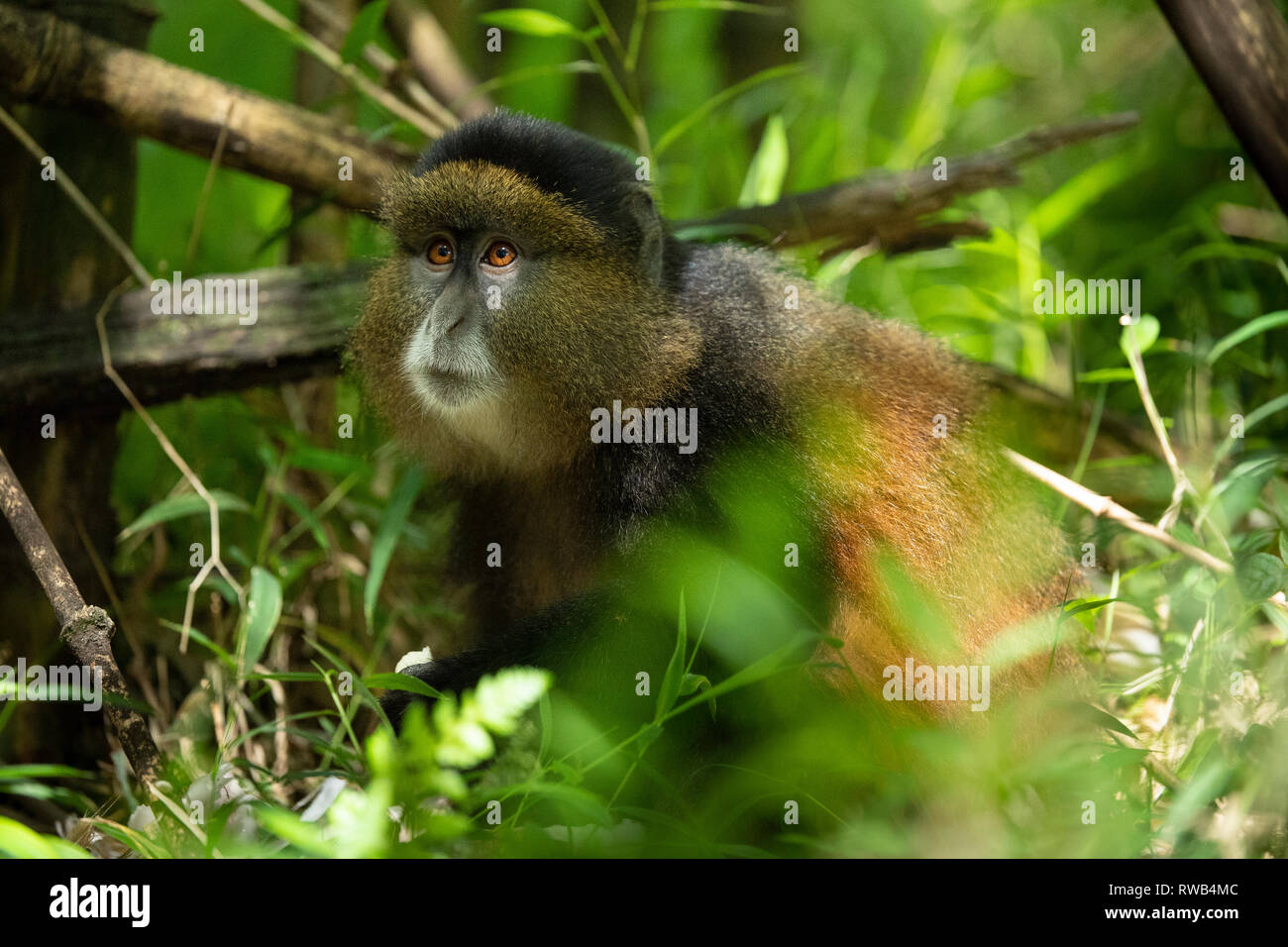 Golden monkey im Bambuswald, Cercopithecus kandti, Mgahinga Gorilla Nationalpark, Uganda Stockfoto