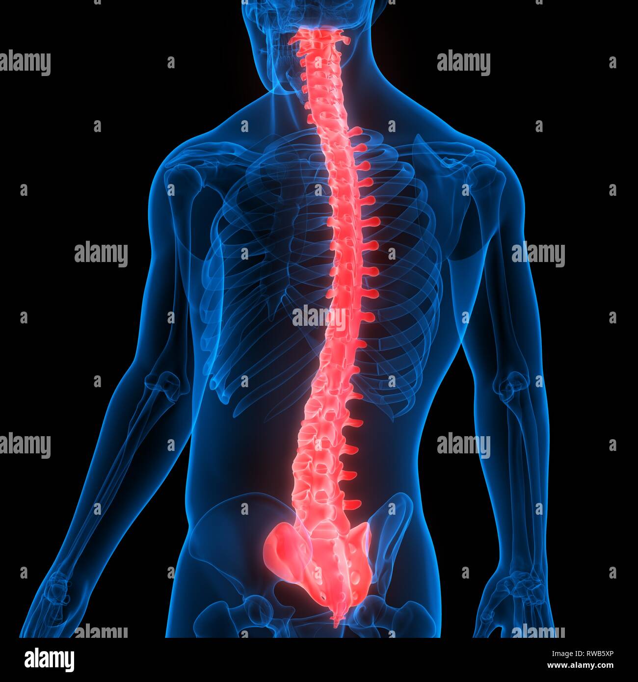 Menschliches Skelett System Wirbelsäule Anatomie Stockfotografie - Alamy