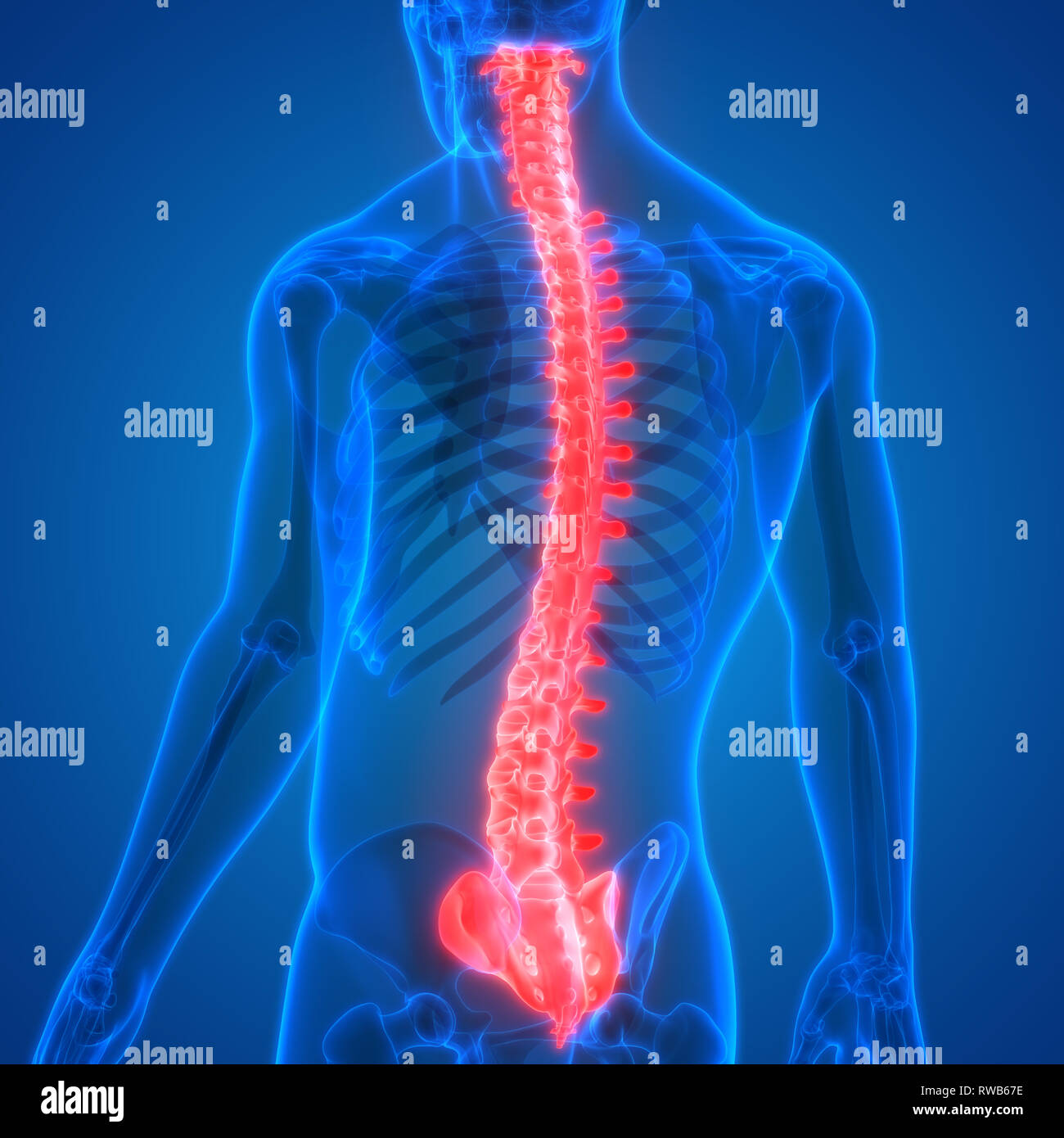 Menschliches Skelett System Wirbelsäule Anatomie Stockfotografie - Alamy