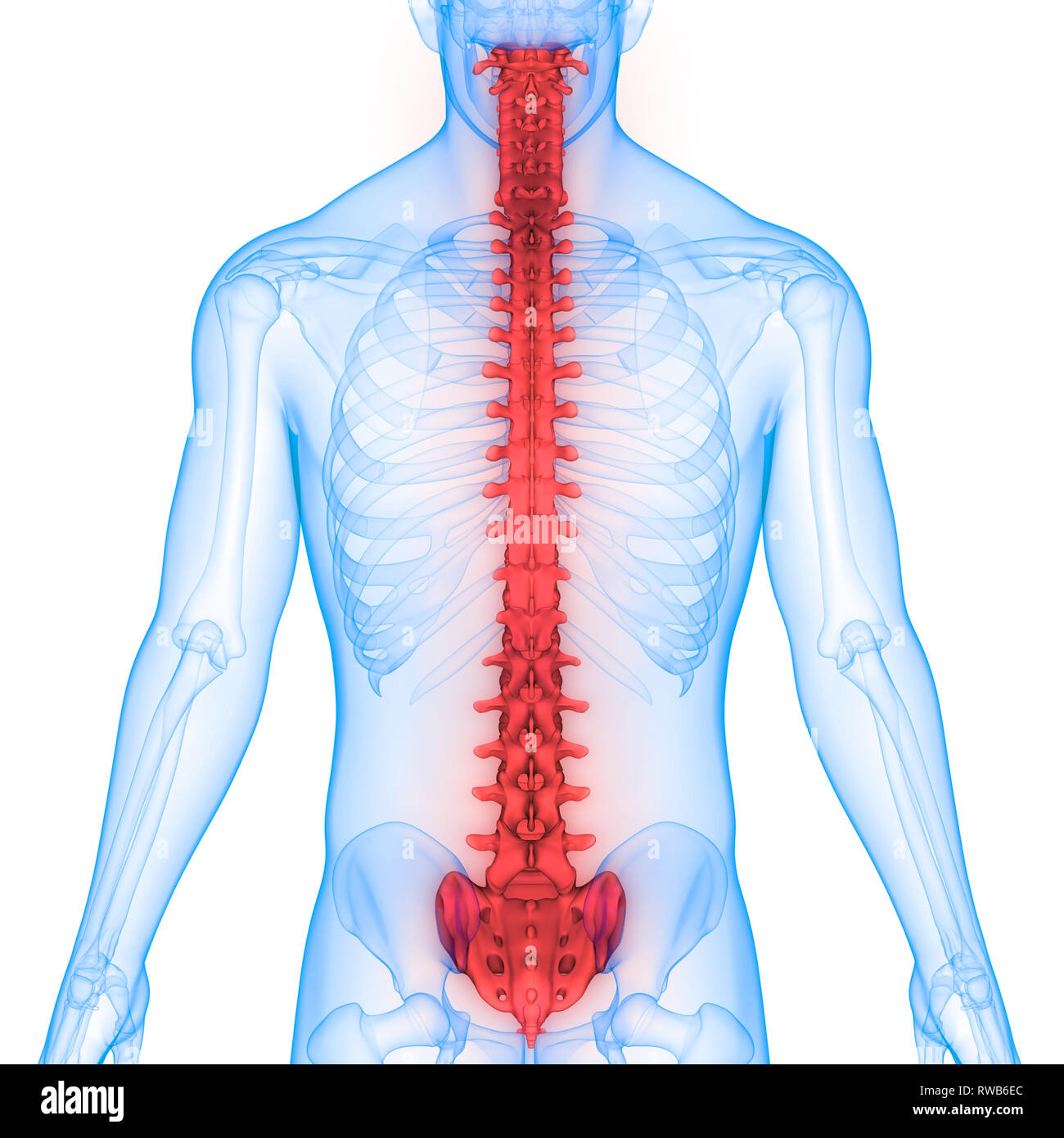 Menschliches Skelett System Wirbelsäule Anatomie Stockfotografie - Alamy