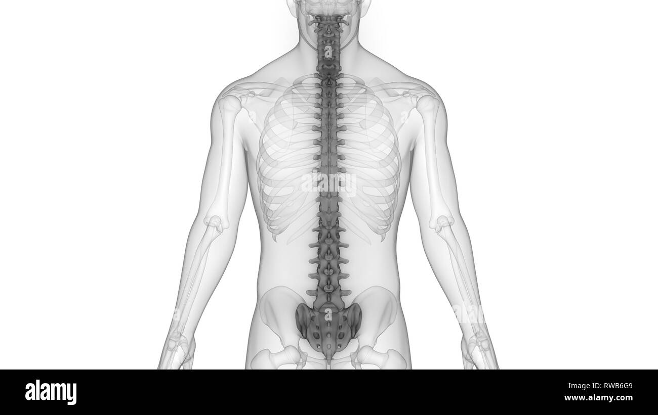 Menschliches Skelett System Wirbelsäule Anatomie Stockfoto