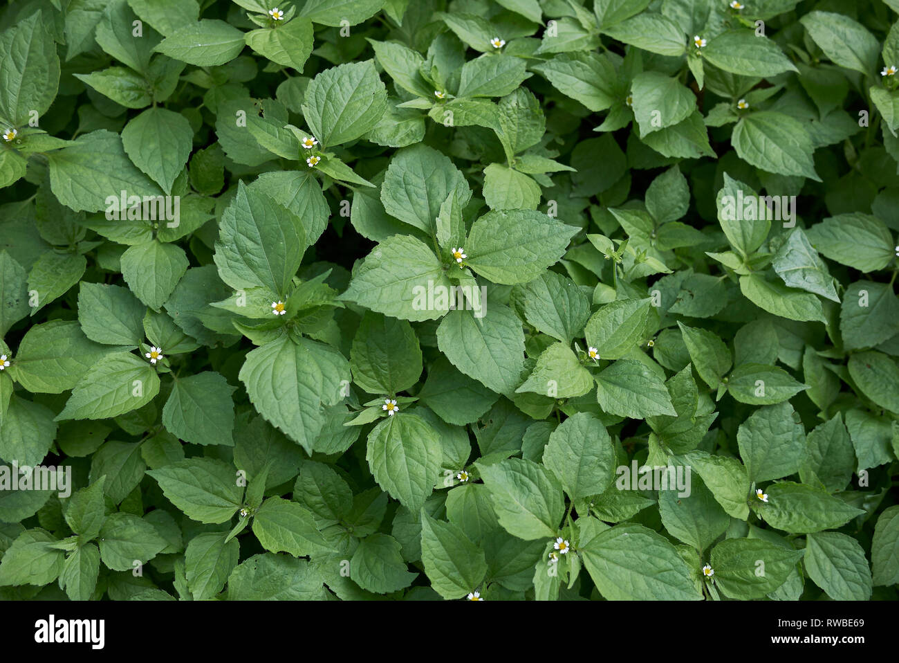 Galinsoga quadriradiata Pflanzen Nahaufnahme Stockfoto