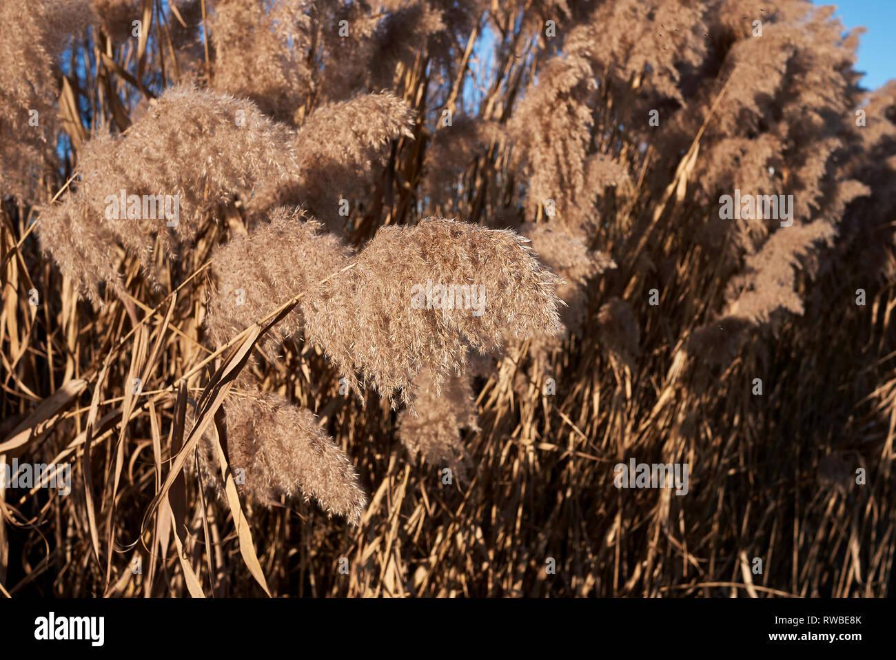Phragmites australis Pflanze im Winter Stockfoto