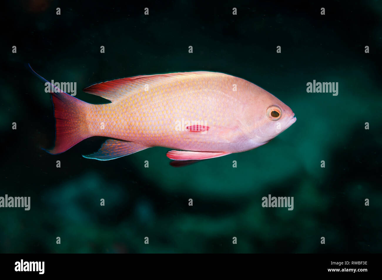 Stämmigen anthias Pseudanthias hypselosoma []. Puerto Galera, Philippinen. Indopazifik. Stockfoto