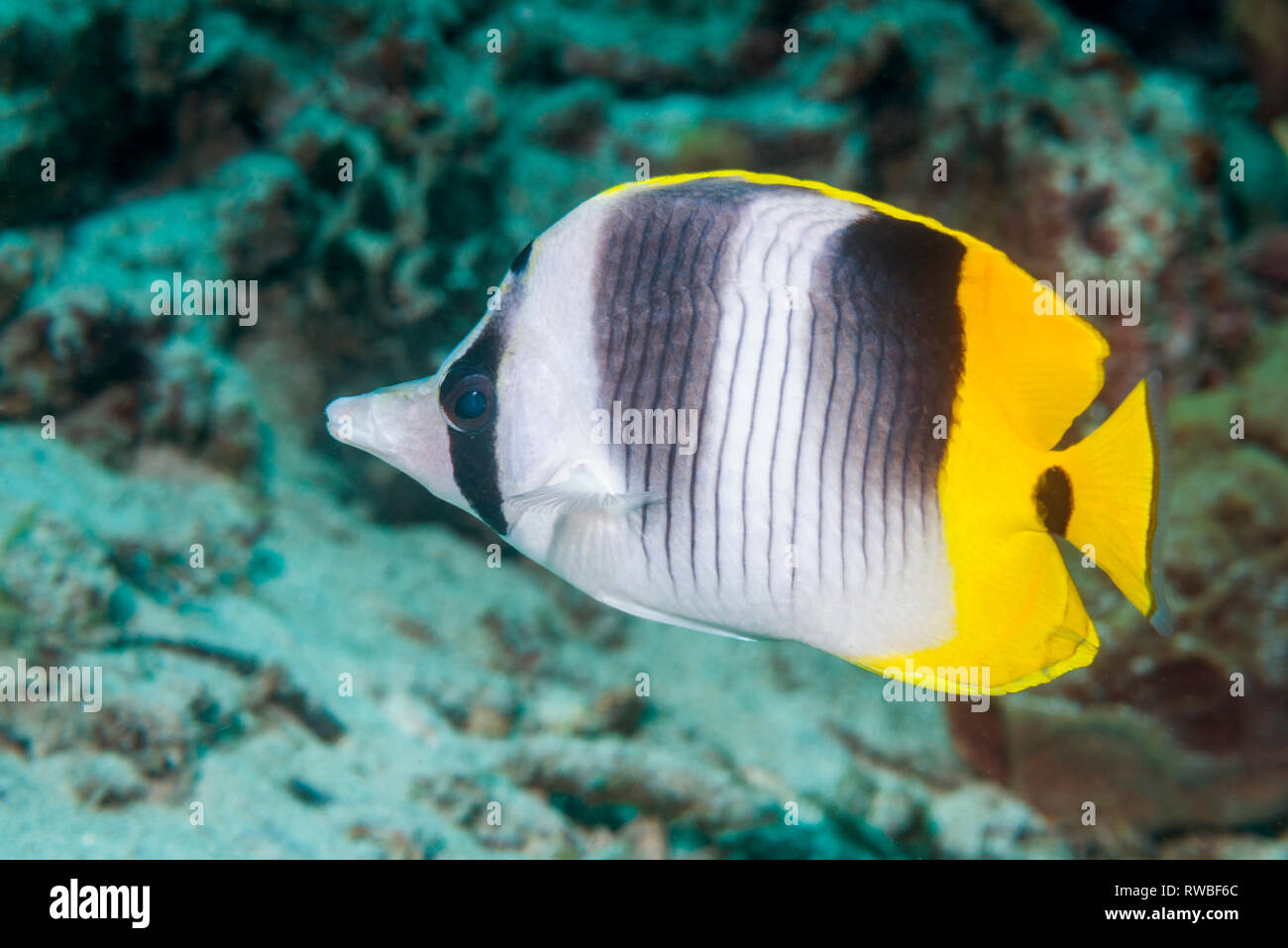 Pacific doppelklicken Sattel falterfische oder Falsch [Furcula falterfische Chaetodon ulietensis]. Nord Sulawesi, Indonesien. Zentraler Indopazifik. Stockfoto