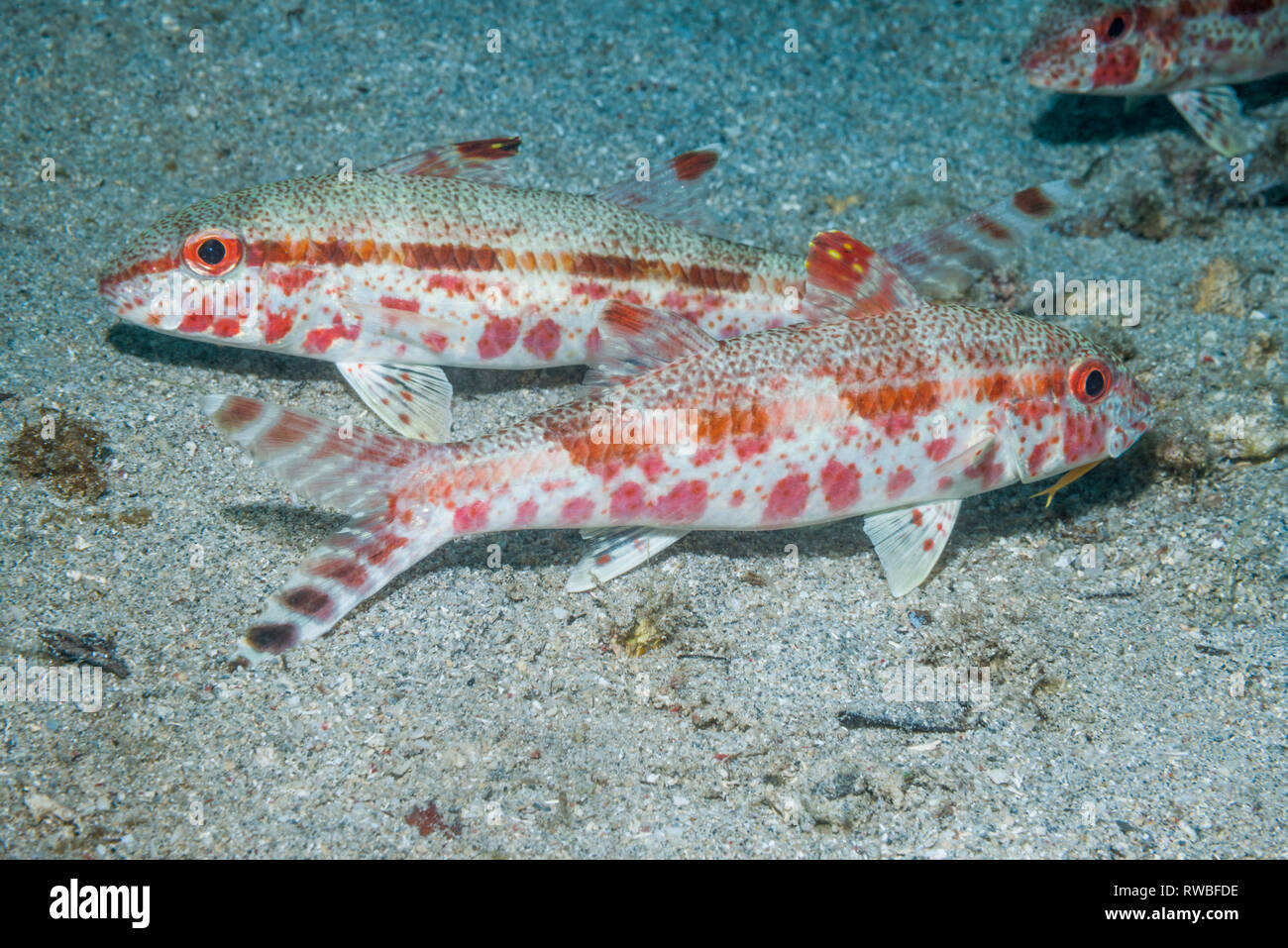 Sommersprossige Meerbarben [Upeneus tragula]. Nord Sulawesi, Indonesien. Stockfoto