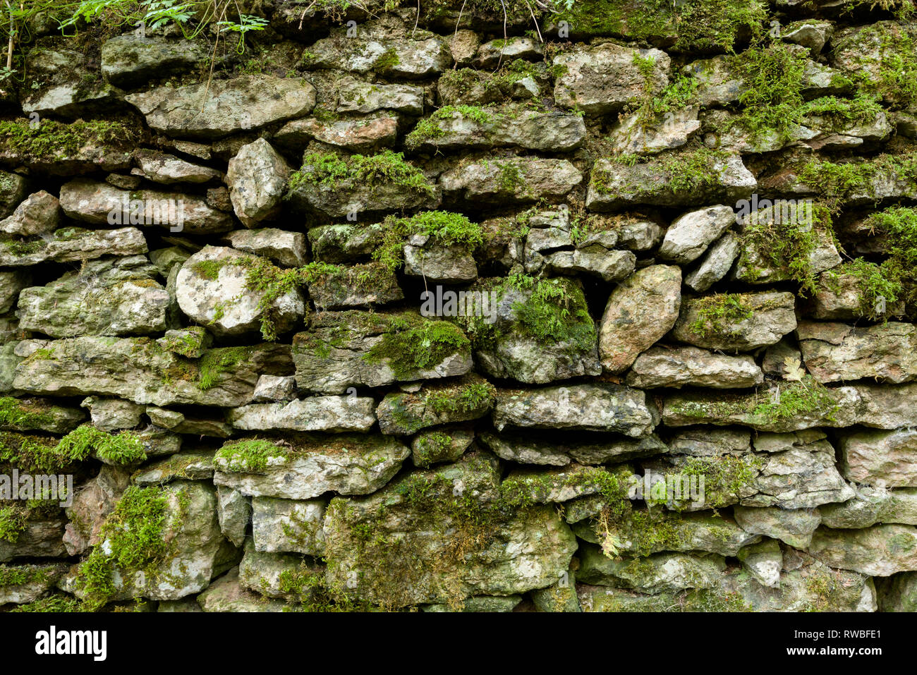 Eine Trockenmauer mit Moos in der Mendip Hills in Somerset, England. Stockfoto