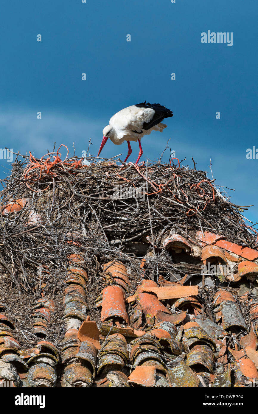 Weißstorch (Ciconia ciconia) am Nest Stockfoto