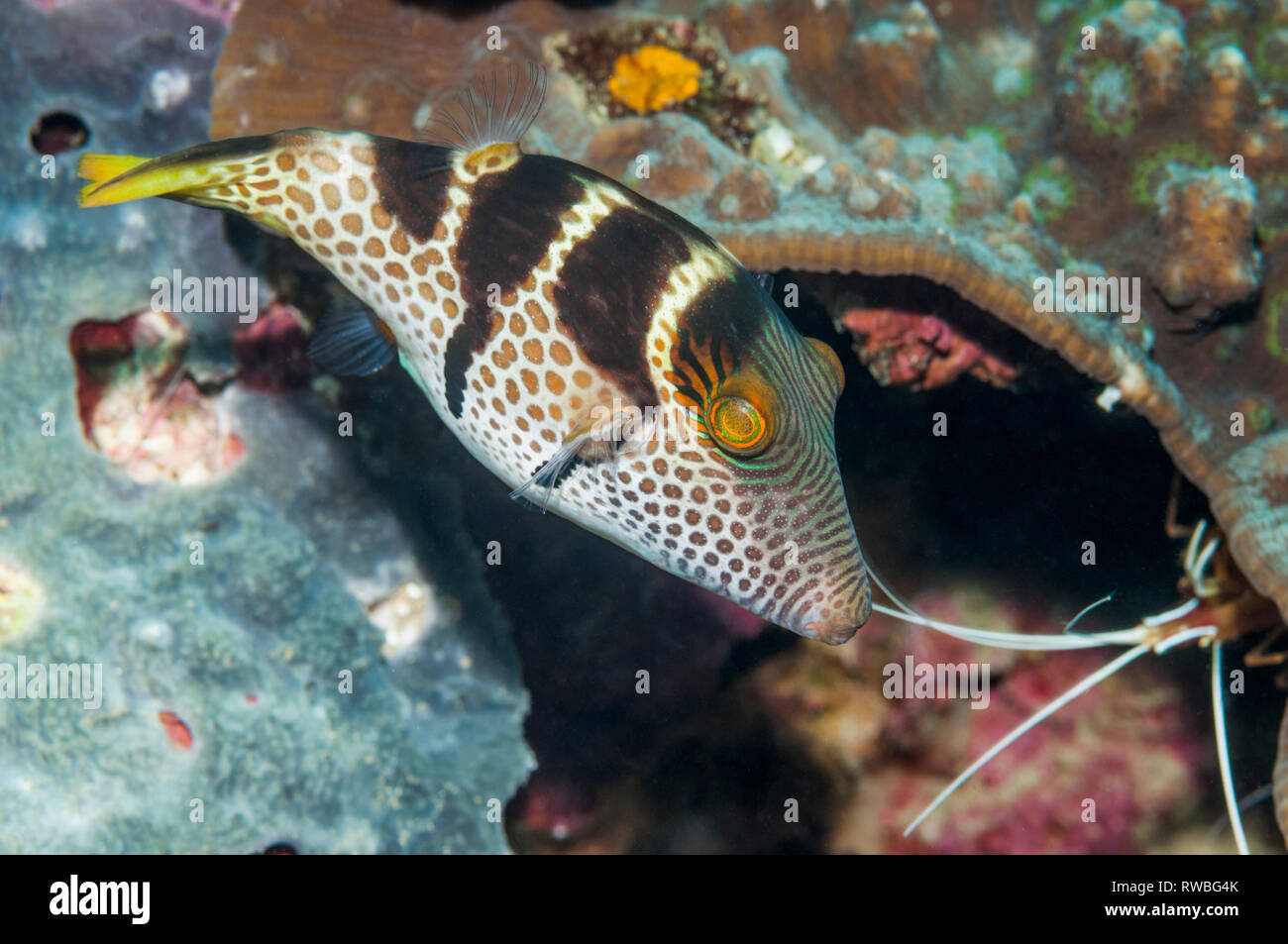 Schwarz - gesattelt Kugelfische [Canthigaster Valentini]. Puerto Galera, Philippinen. Stockfoto