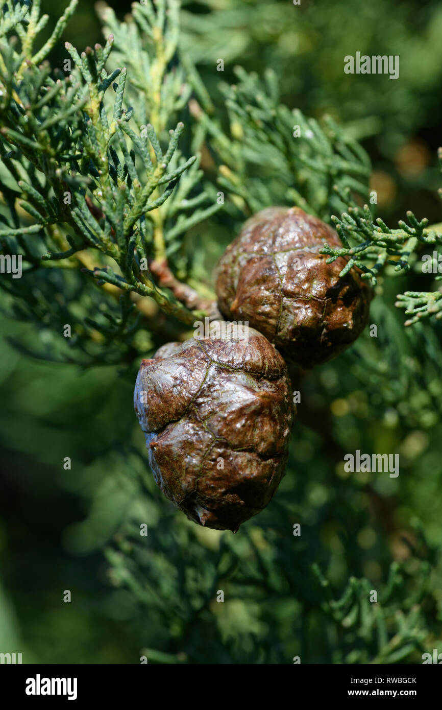 Italienische Zypresse (Cupressus sempervirens), die Kegel Stockfoto