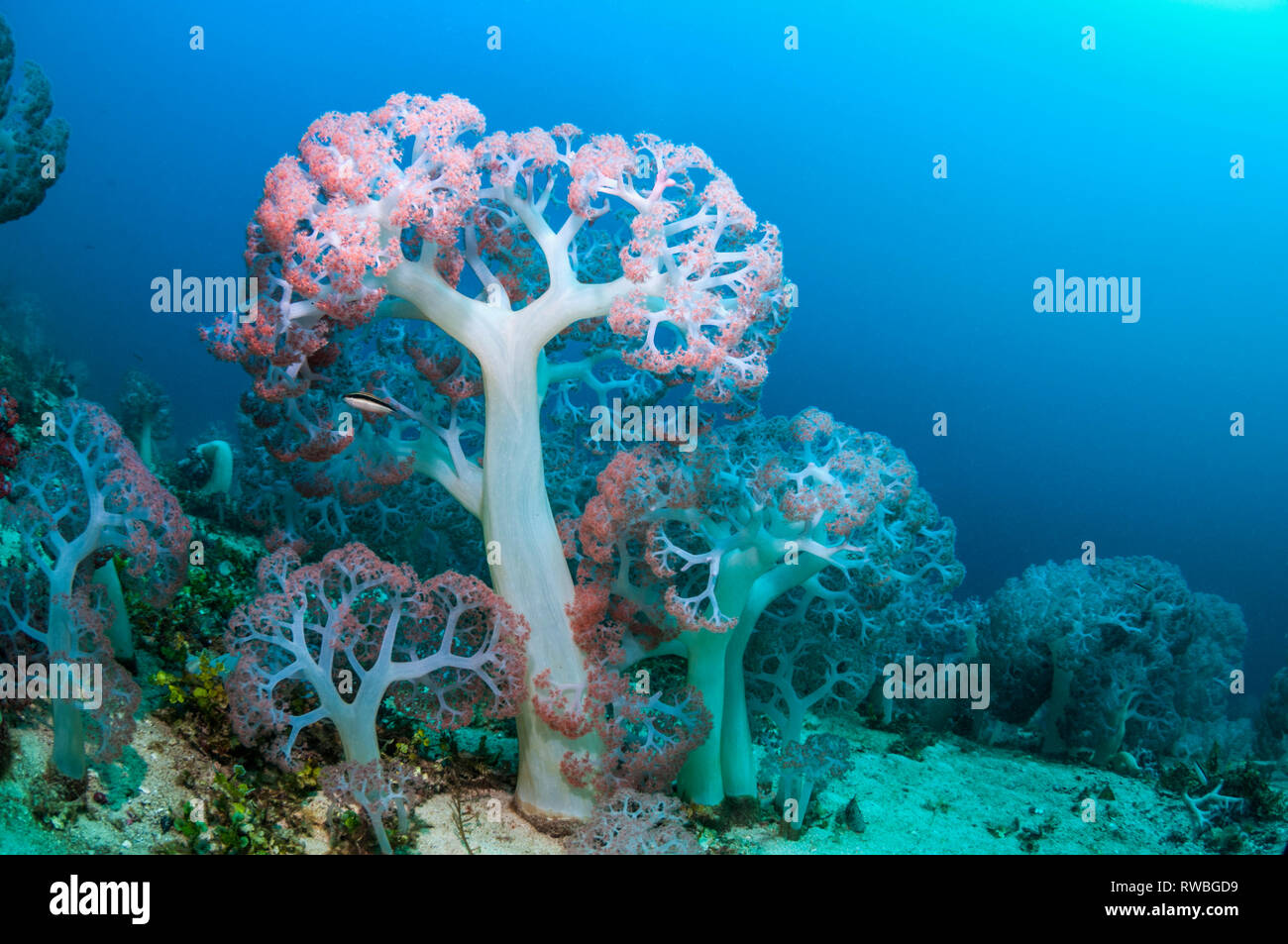 Weichkorallen [Dendronephthys sp.] wachsenden am Meeresboden. West Papua, Indonesien. Stockfoto